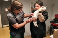 Vétérinaire et le chat dans les bras du propriétaire.
