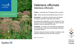 Affichette Valériane.