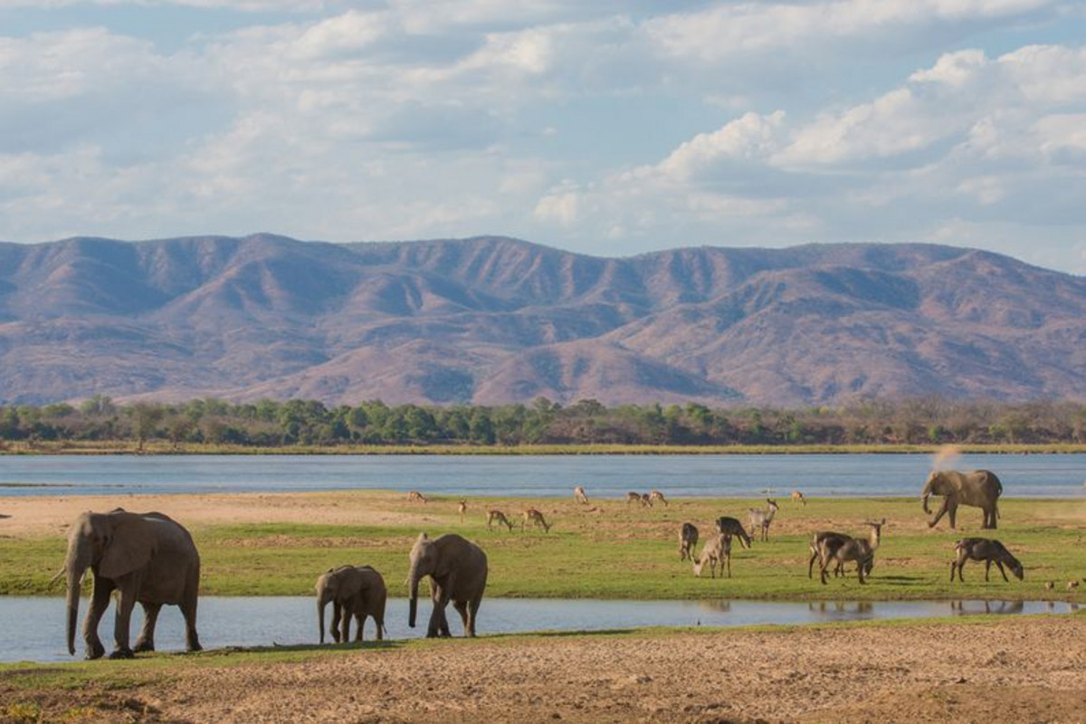 Éléphants en Afrique.