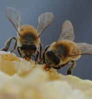 2 abeilles.