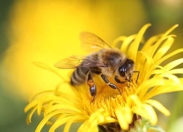 Abeille et fleur aster.