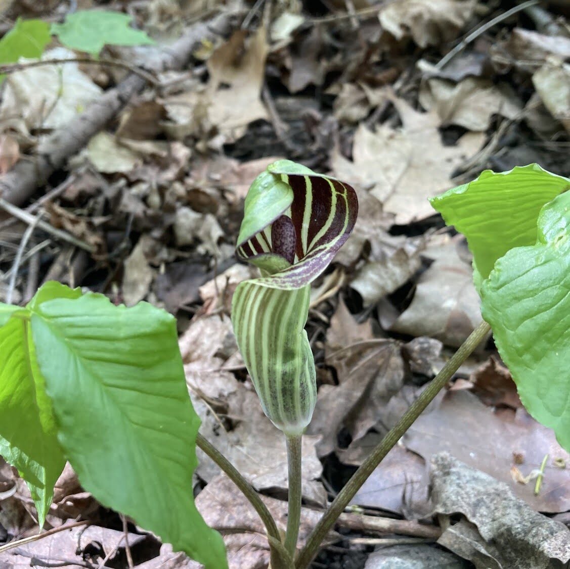 Arisème-Petit prêcheur.