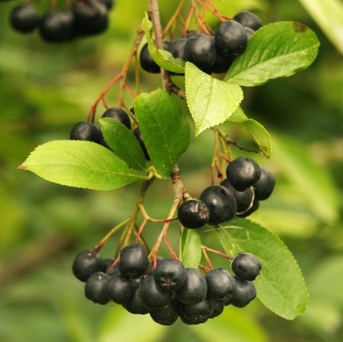 Aronia noir.