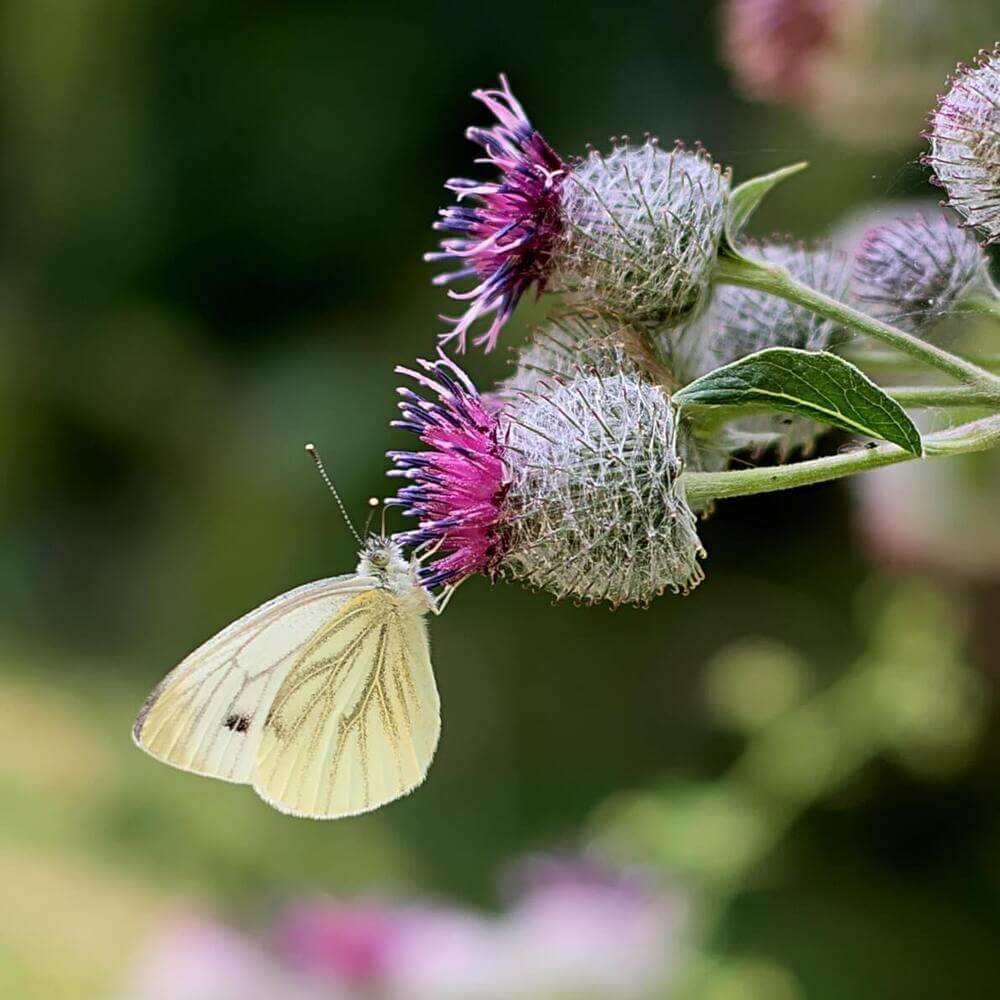 Bardane et papillon.