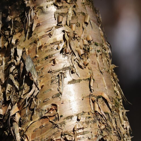 Écorce de bouleau jaune.