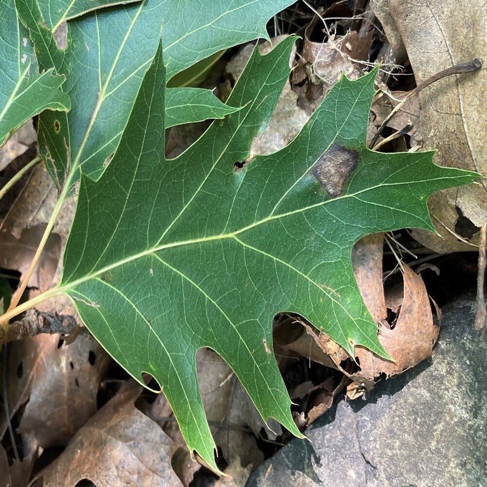 Feuille de chêne rouge.