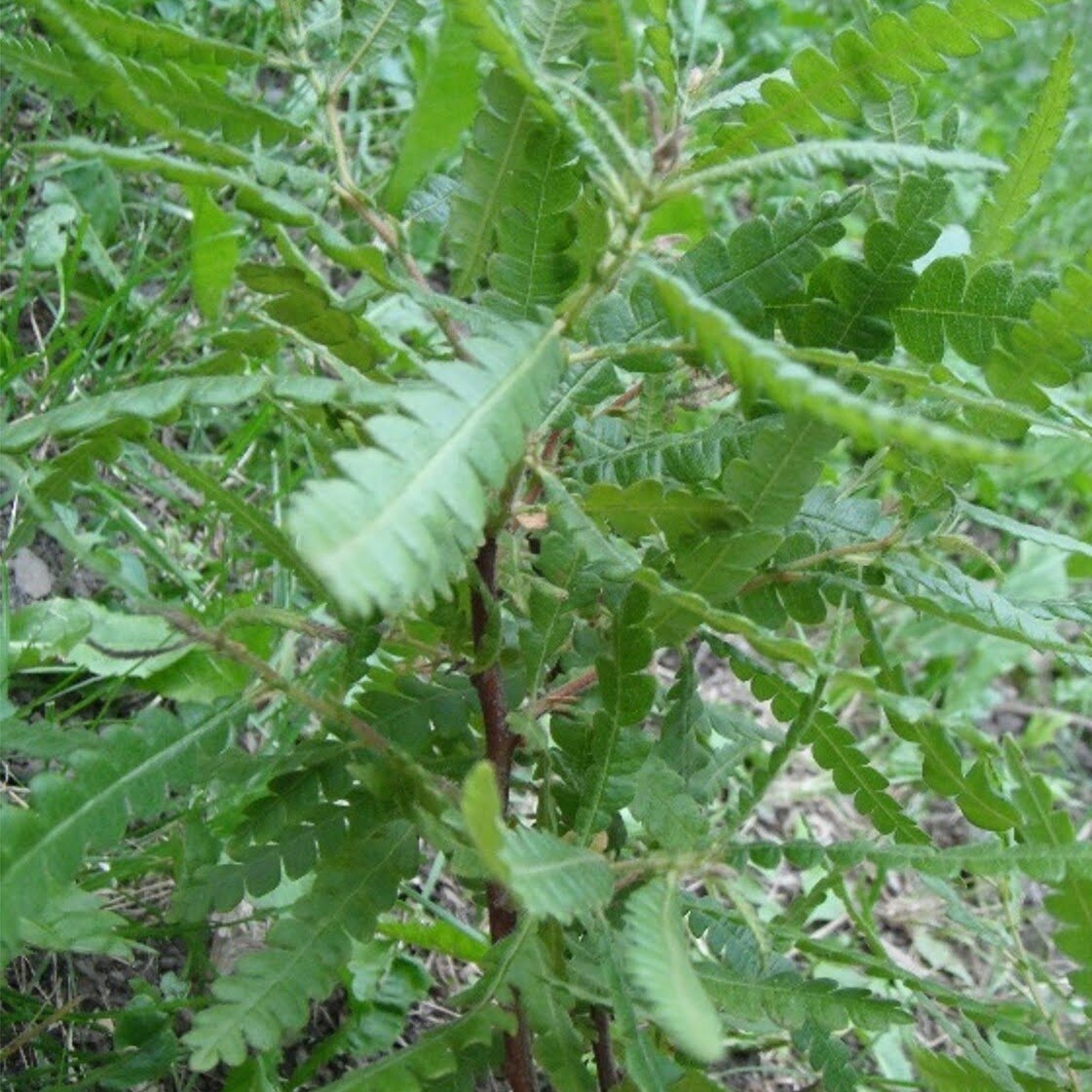 Comptonie voyageuse.