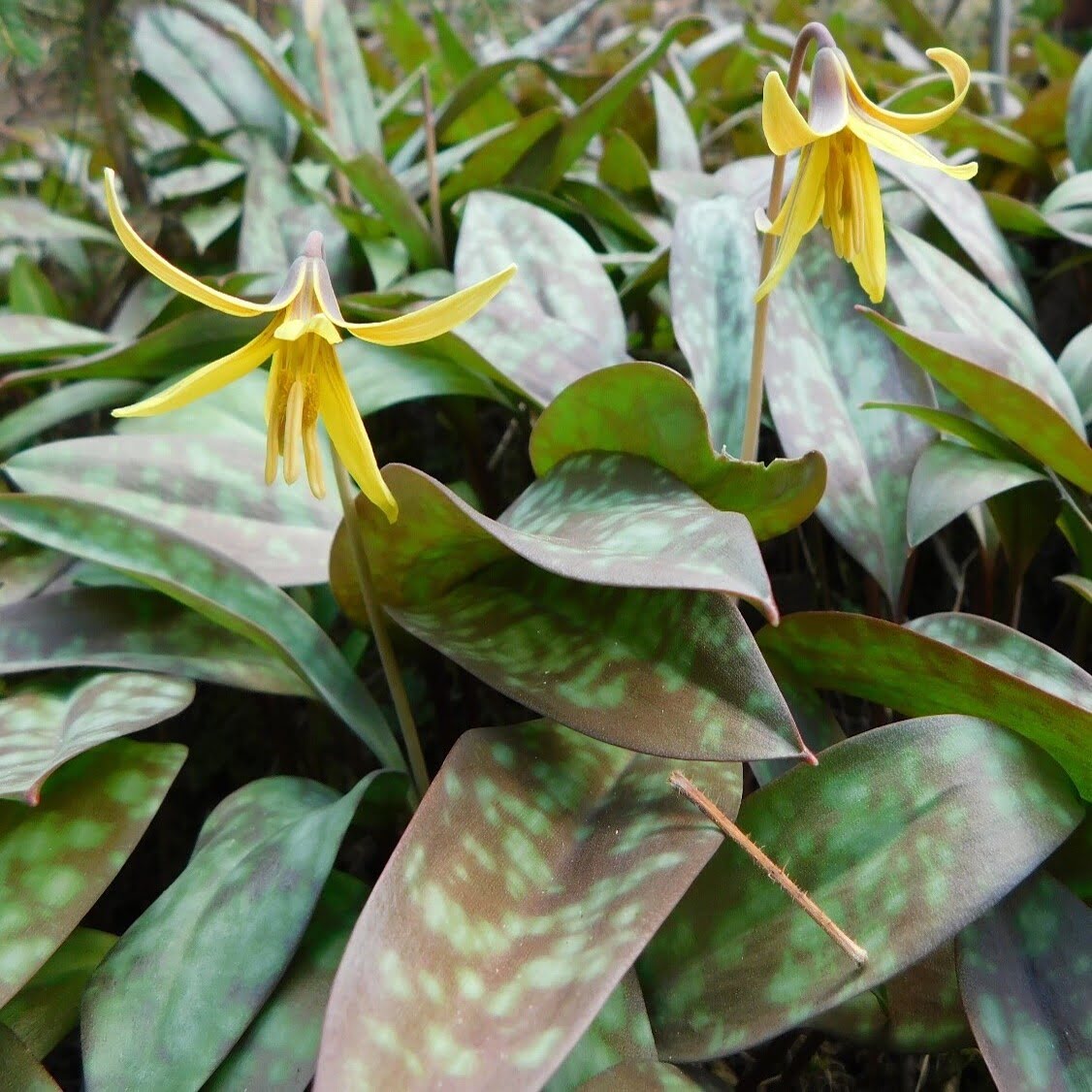 Erythrone d'Amérique.