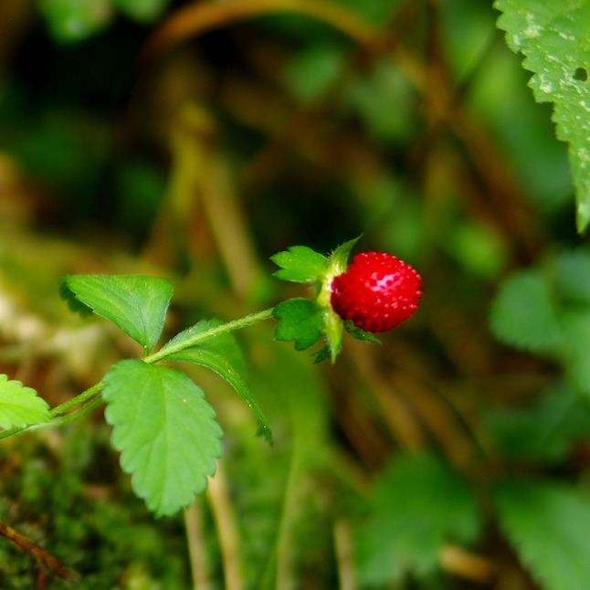 Fraisier américain.