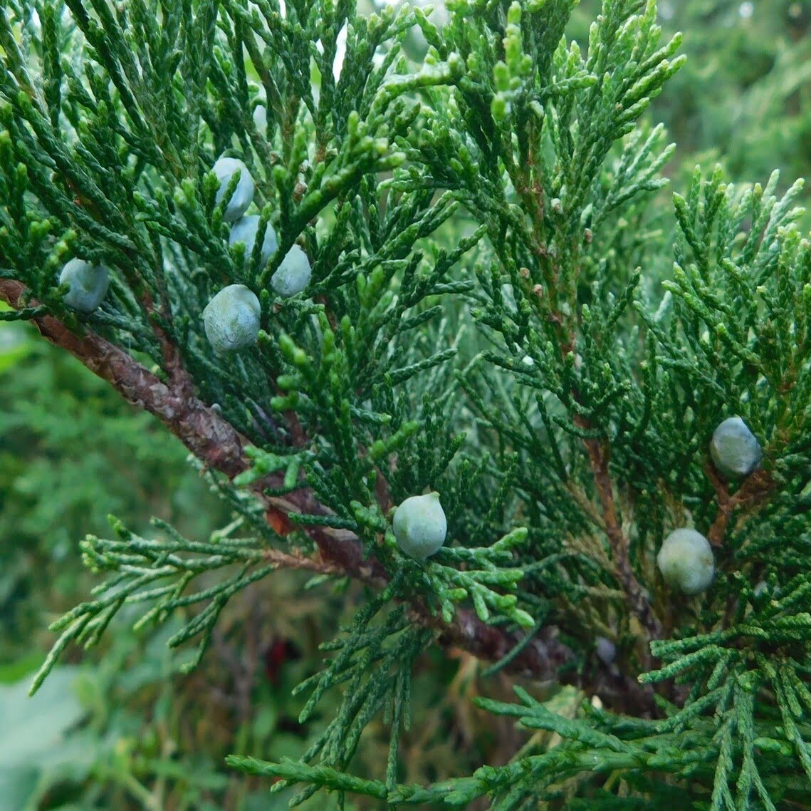 Genévrier de Virginie.