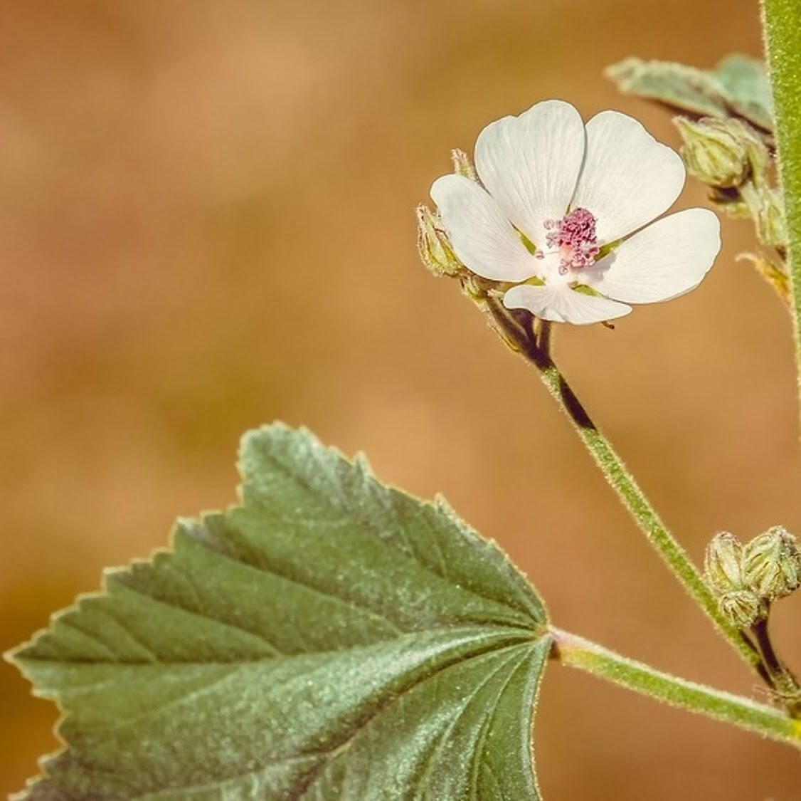Guimauve officinale.