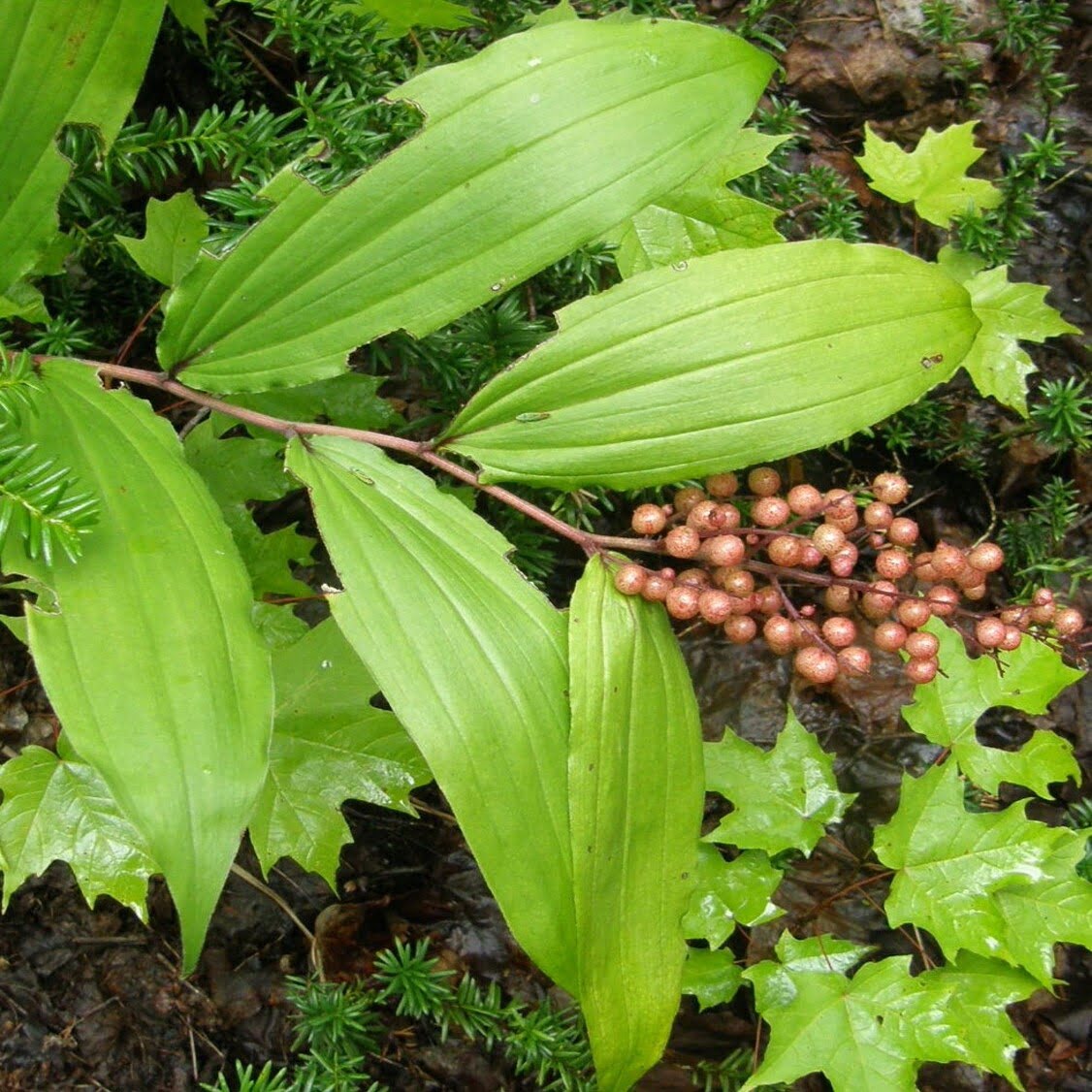 Maianthème à grappes.