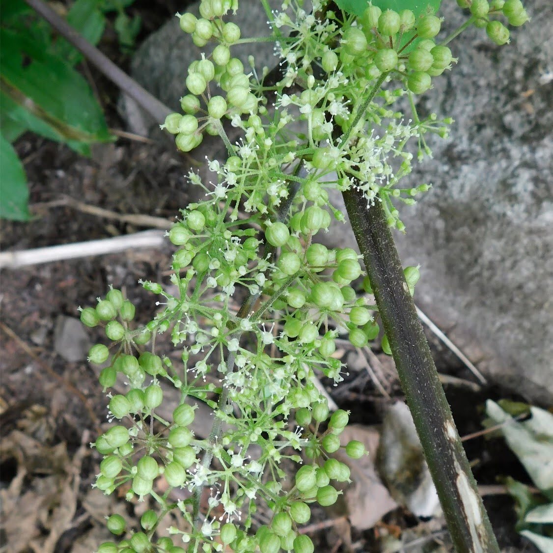 Grande salsepareille.