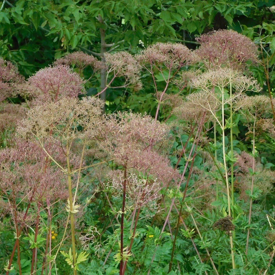 Valériane officinale.
