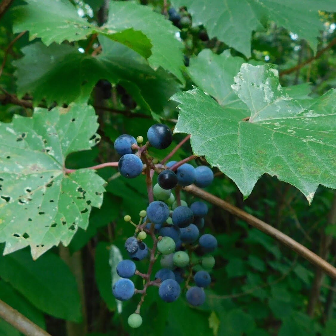 Vigne sauvage.