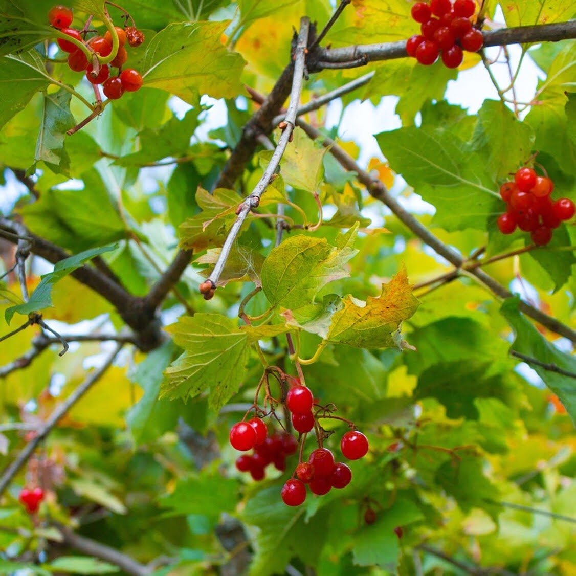 Viorne trilobé_Pimbina.
