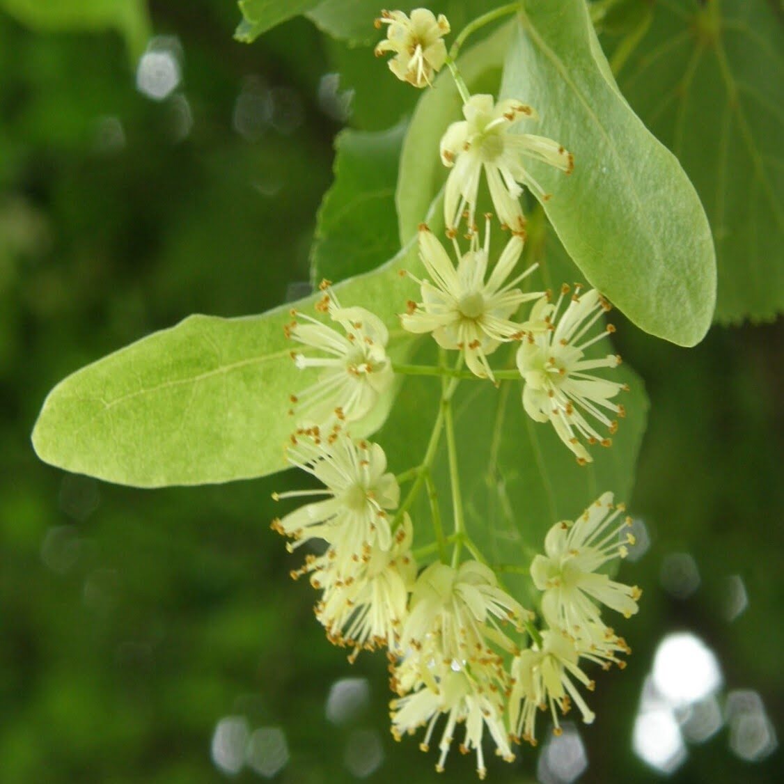 Tilleul d'Amérique.