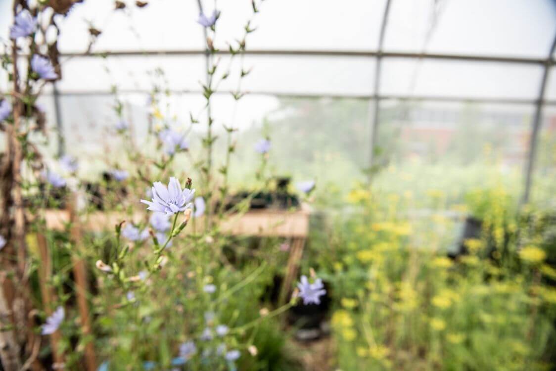 Fleurs dans la serre.