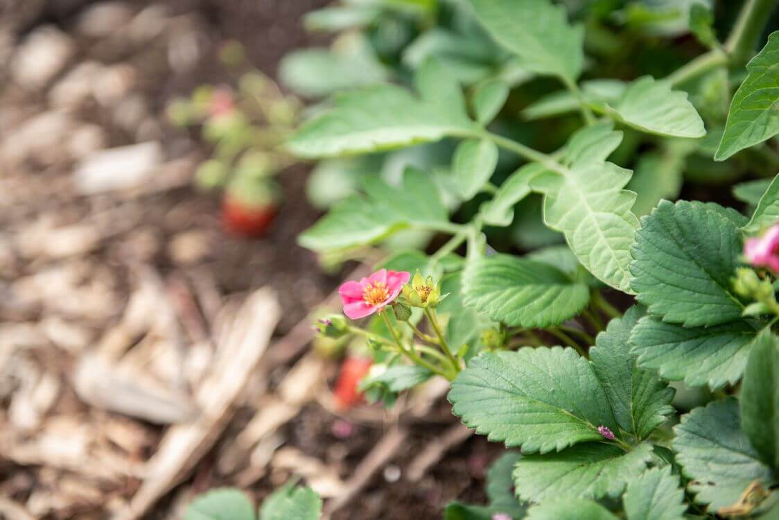 Plant de fraises.