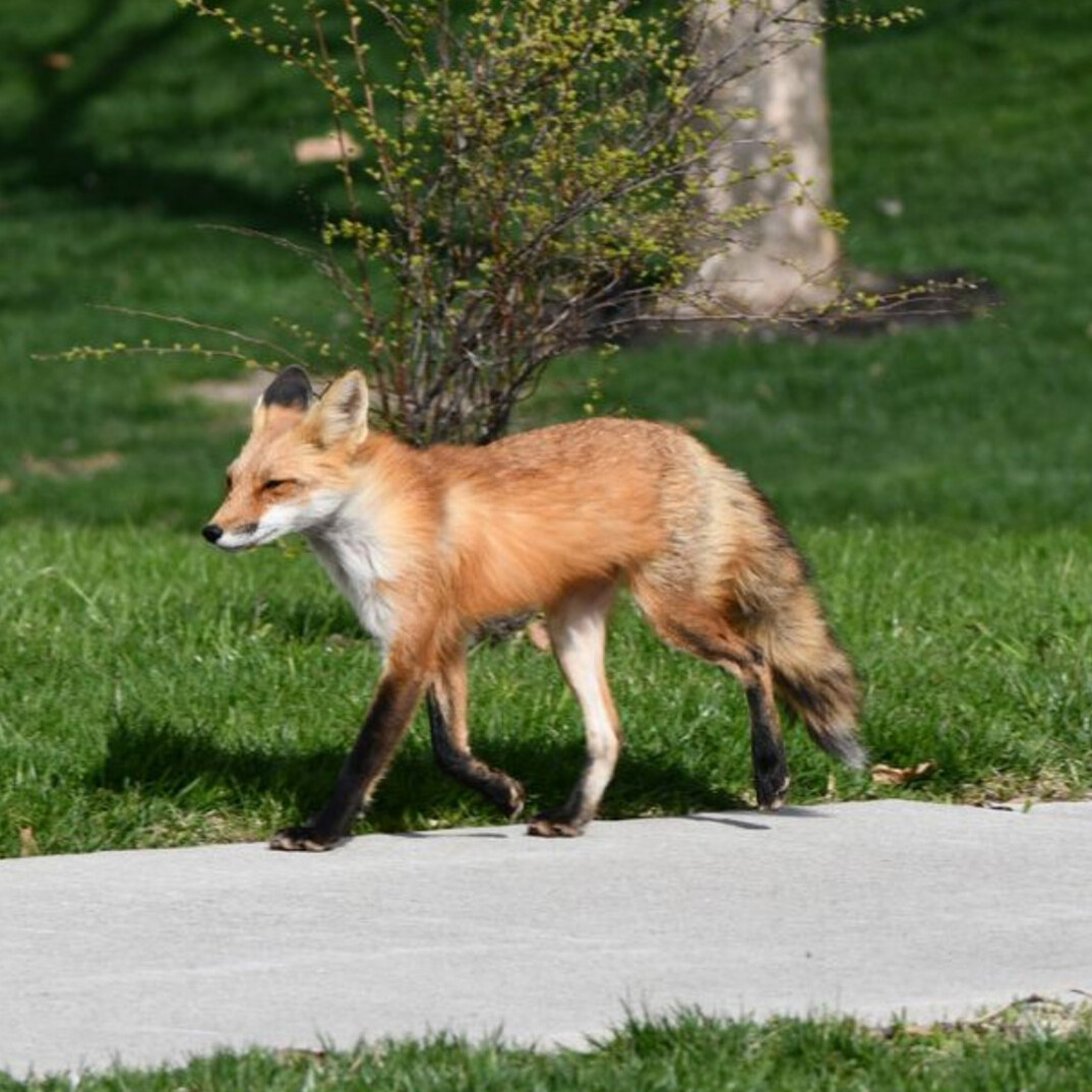 Renard.