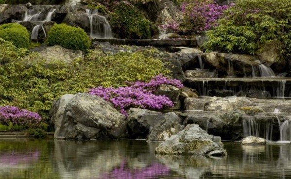 Roche, étang et fleur du jardin botanique.