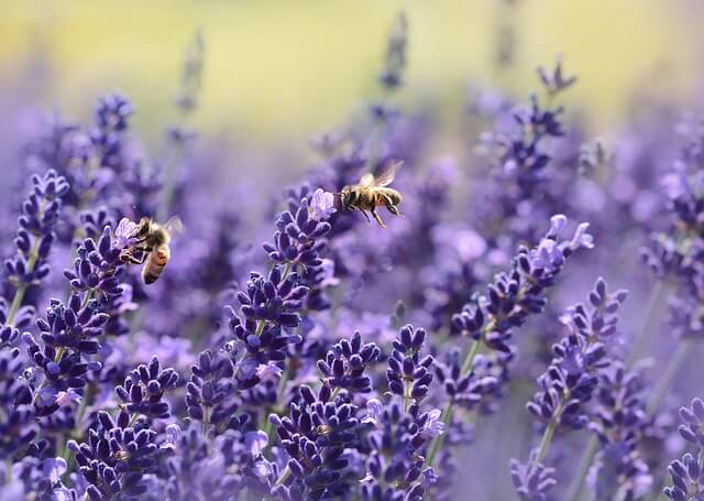 Champs de lavande avec abeilles.