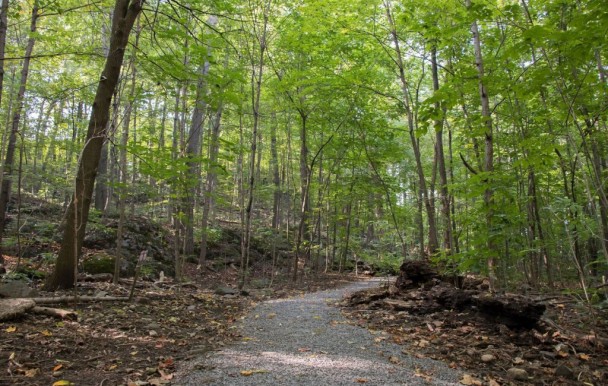 Sentier dans la forêt du campus de la montagne.